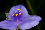 Spiderwort